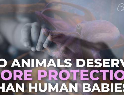 Do Animals Deserve More Protection than Human Babies?